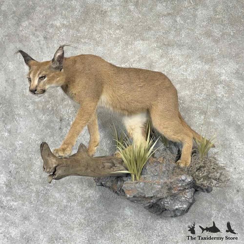 31632 african caracal - p,