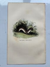 The Weasel antique hand coloured engraving 1854