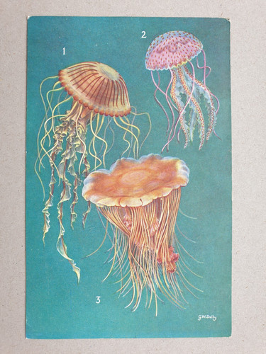 Venomous jellyfish vintage - jellyfish,