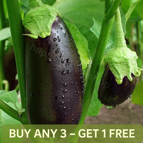 Aubergine black beauty - aubergine,