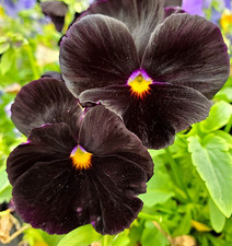 200x Black Pansy Viola