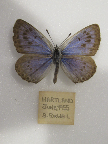 Extinct british large blue - extinct,