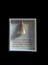 Fossil Crocodile Tooth -