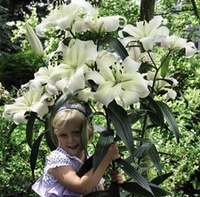4 x Lily Pretty Woman Bulbs -