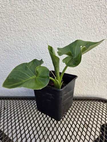 Zantedeschia calla lilly - zantedeschia, white