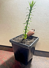 Parana Pine - Araucaria