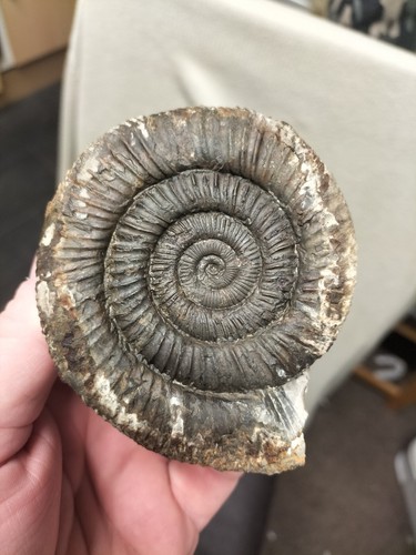 Large monster dactylioceras - monster, sp