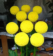 Dahlia Tubers. Ryecroft Wizard, Miniature ball. Pot tuber.