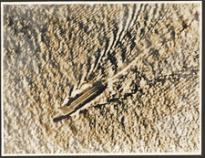 HMS EAGLE. GENUINE PHOTO MED