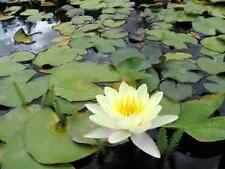 Nymphaea "Moorei"  Water Lily