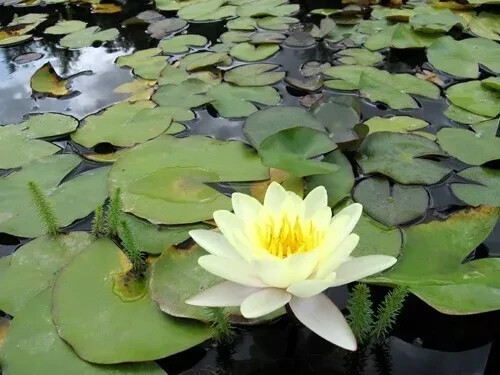 Nymphaea moorei water lily - ,