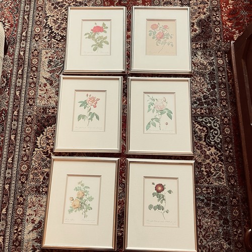 Redoute botanical - p.,