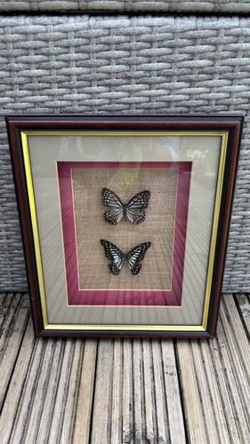 Vintage taxidermy butterfly - vintage,