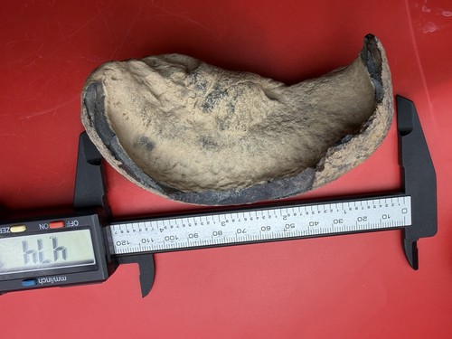 Gogantic whale ear bone fossil - gogantic,