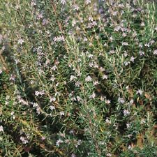 Rosemary Seeds 50 Fresh Garden Herb Seeds - Plant UK Outdoor Perennial Evergreen