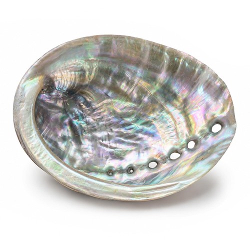Natural inch abalone - natural, 4-4.5