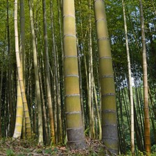 GIANT MOSO BAMBOO Viable Seeds UK Stock - FREE POSTAGE - 