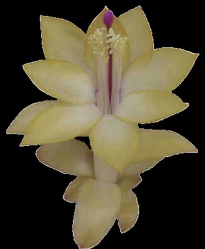 Schlumbergera thor sophia - schlumbergera,