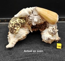 Natural Seashell Aquarium Cave Hideaway Safeplace Sanctuary Breeding Decor 