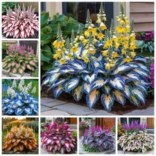 100 Mixed Colored Hosta Plant