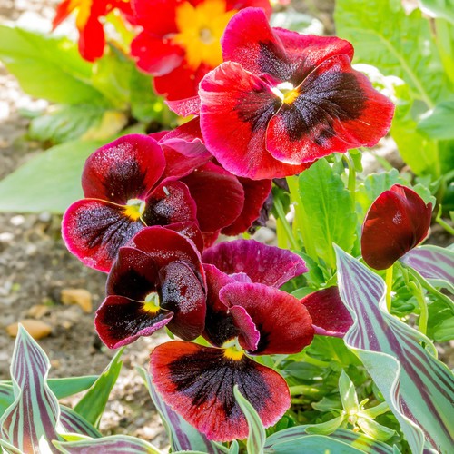 Viola red bedding - red,