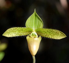 Paphiopedilum sukhakulii 'Semi-Alba', orchid species,mottled leaf,extremely rare