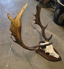 Taxidermy Fallow  Deer Antlers