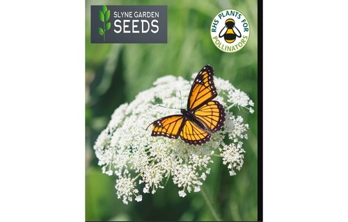Yarrow white wild - yarrow, flower