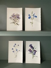 Original Antique botanical / floral bookplates  1908 ,  4 x flower prints