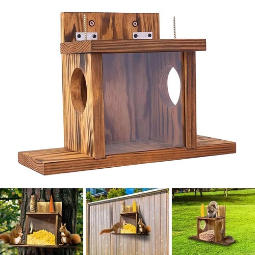 Wildlife garden squirrel - wildlife,