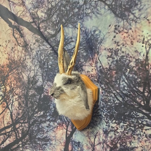 Jackalope taxidermy shoulder - taxidermy,