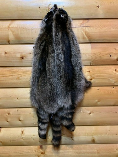 Raccoon fur tanned pelt sd - raccoon, pelt,