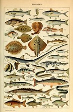 Fish sea a4 - 2, a3/a4