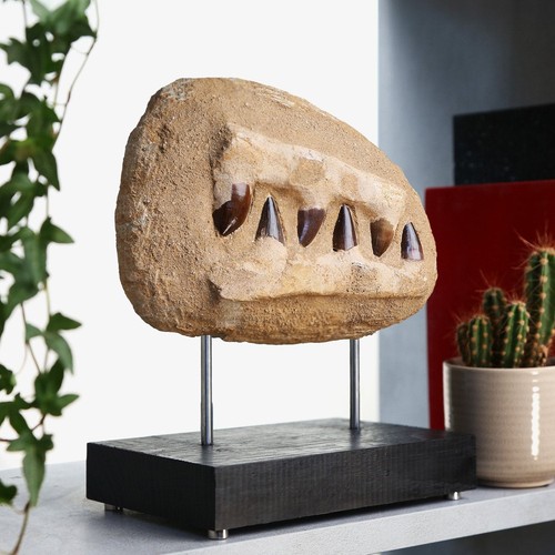 Mosasaurus composite jaw - composite,