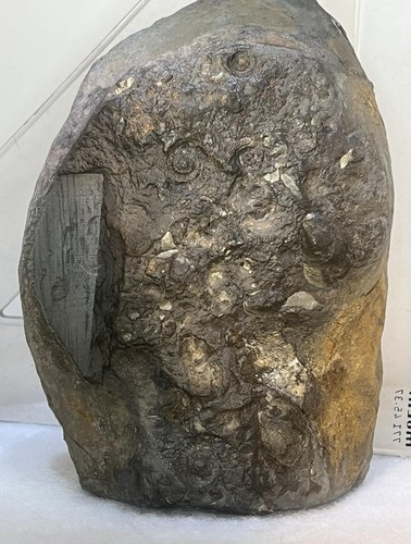 Ammonite and bivalve - ammonite,