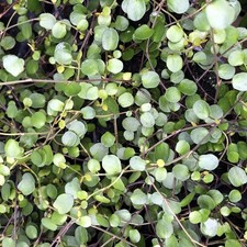 Maidenhair Vine (Muehlenbeckia