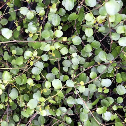 Maidenhair vine muehlenbeckia - maidenhair, (muehlenbeckia