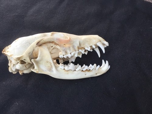 Real fox skull - real,