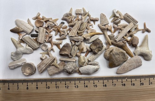Fossil shark teeth morocco - shark,