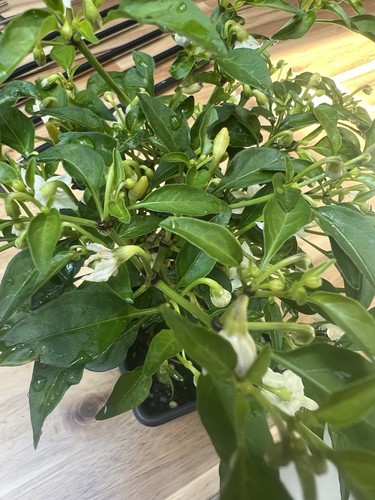 Basket fire chilli - fire,