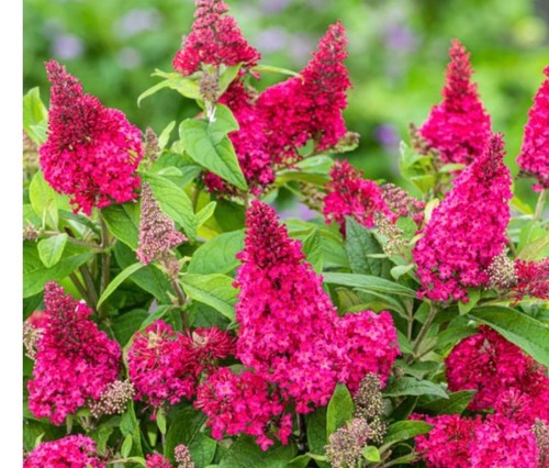 Buddleja dav octopus compact - dav.,