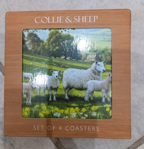 Set collie dog and - and, sheep