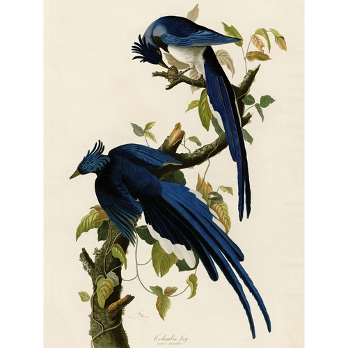 Audubon birds columbia jay - audubon,