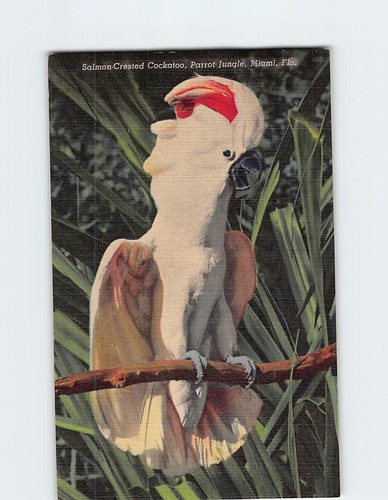 Postcard salmon crested - postcard, salmon-crested