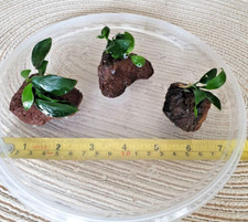 Anubias nana Petite on 3 x Lava Rocks - Perfect for Nano Aquarium
