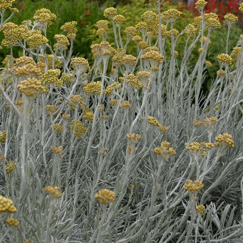 Curry plant helichrysum - plant,