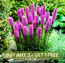 Gayfeather Pink Lavender 300