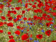 Wild flower meadow - flower,