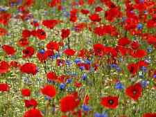 WILD FLOWER MEADOW 10 - 2000m² SEEDS ? Cornflower Poppy Ox-eye Daisy WILDFLOWER