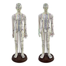 21.2inch Tall Acupuncture